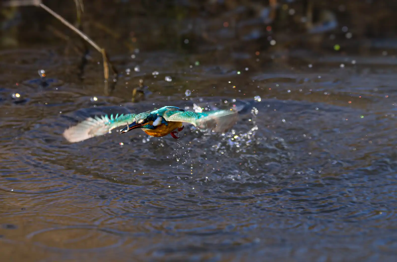 AFボーグ BORG71FLで撮影した野鳥・カワセミのトビモノ写真画像
