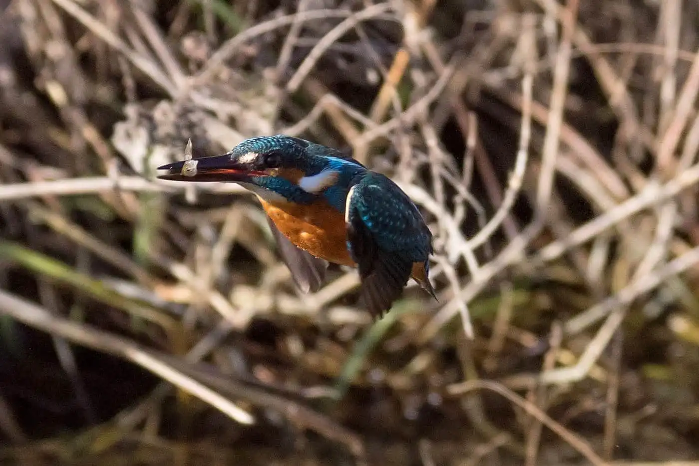 AFボーグ BORG71FLで撮影した野鳥・カワセミの飛翔写真画像