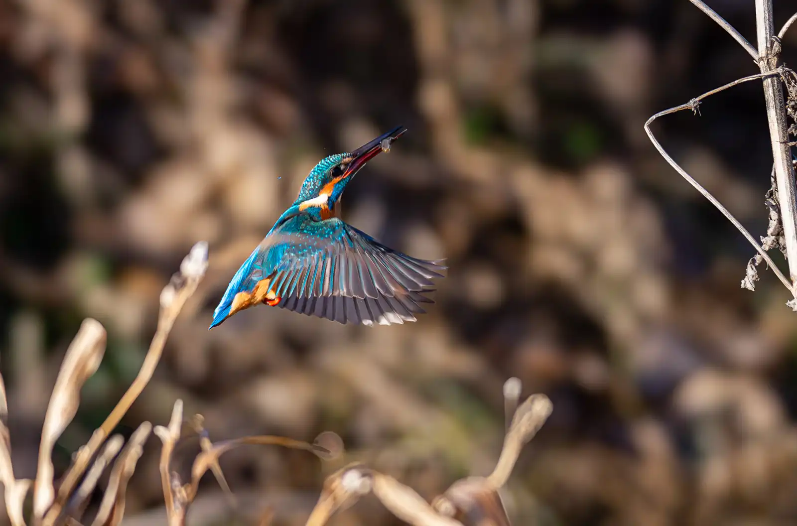 AFボーグ BORG71FLで撮影した野鳥・カワセミの飛翔写真画像