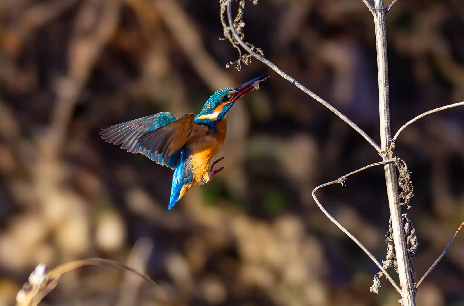 AFボーグ BORG71FLで撮影した野鳥・カワセミのトビモノ写真画像