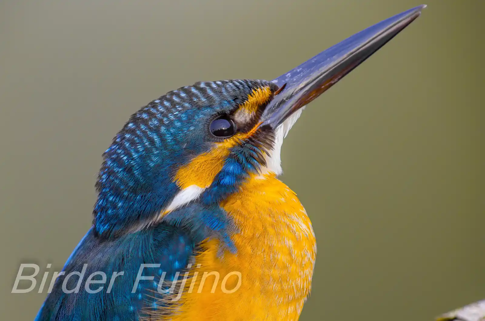 野鳥・カワセミのトリミングドアップ写真画像