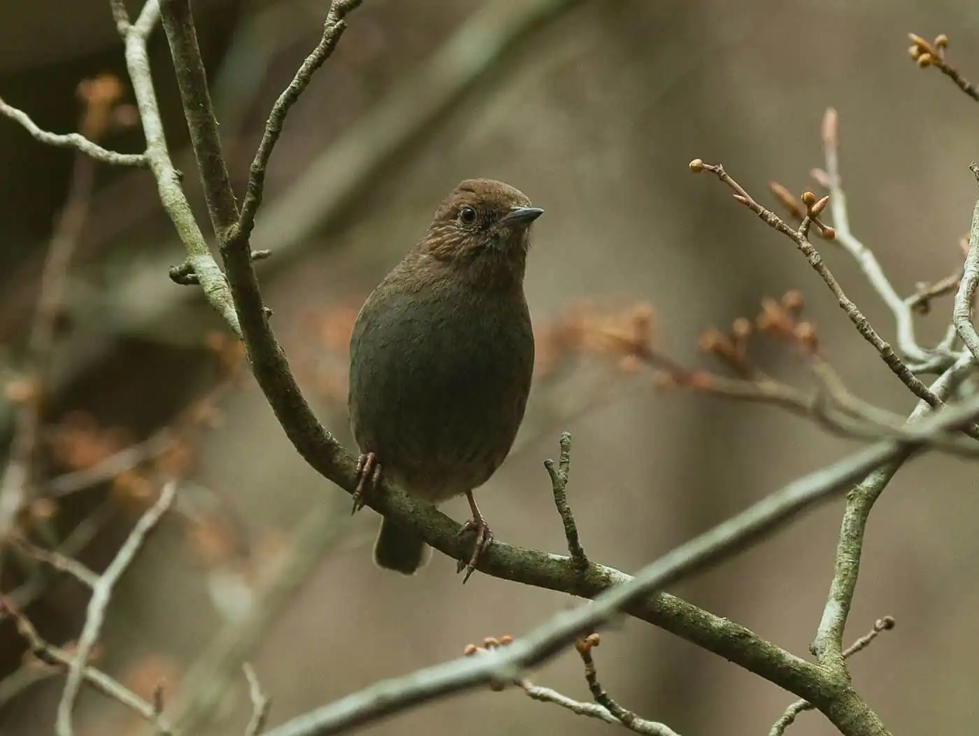 野鳥写真・カヤクグリの写真