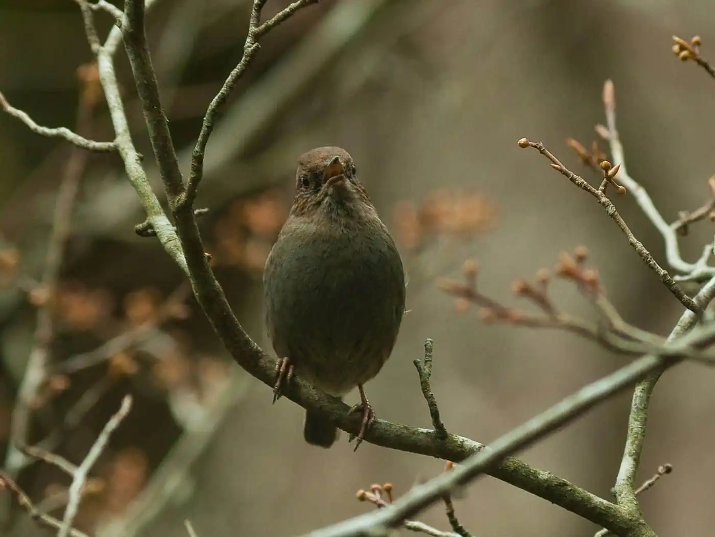 野鳥写真・カヤクグリの写真