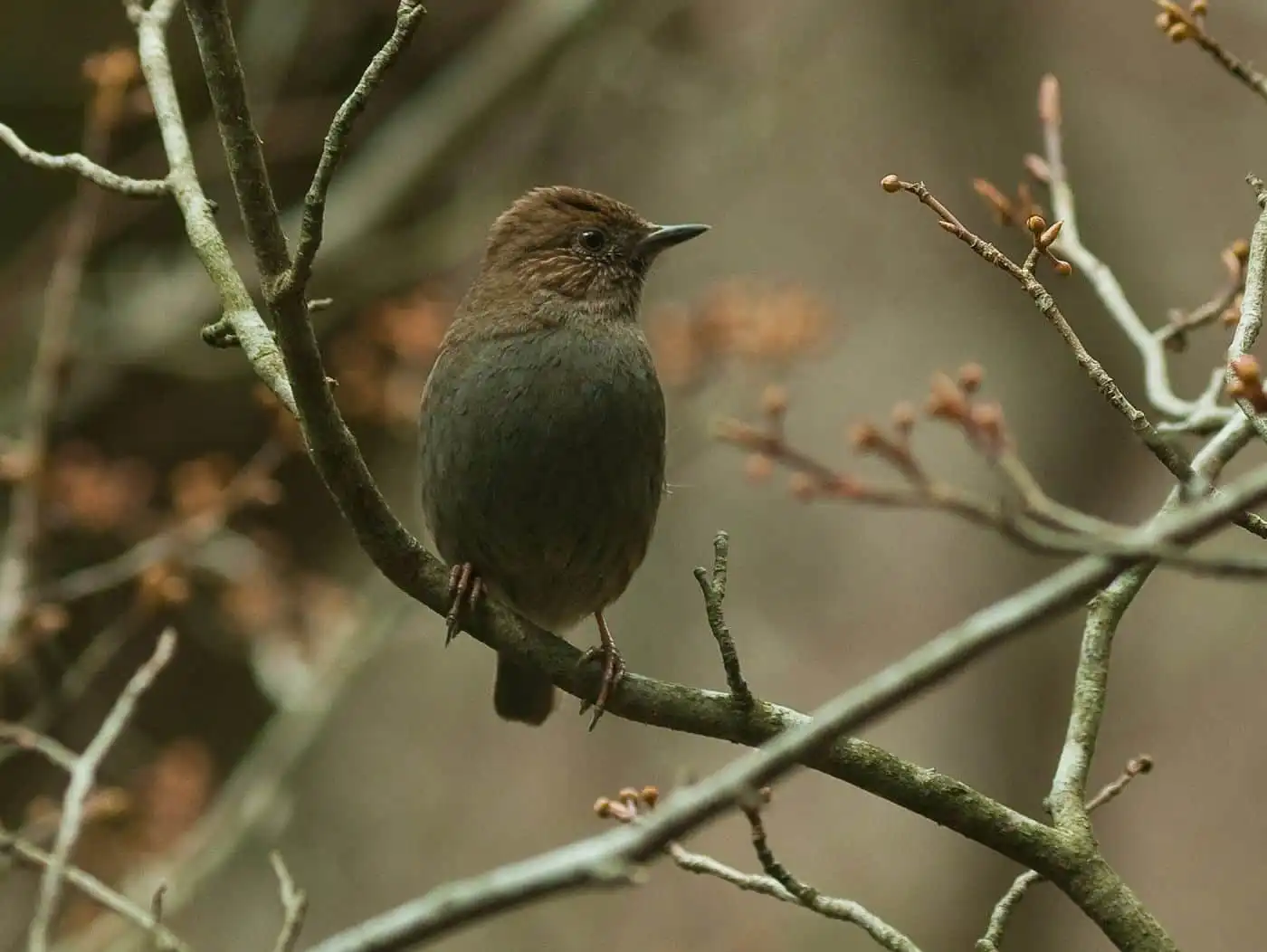 野鳥写真・カヤクグリの写真