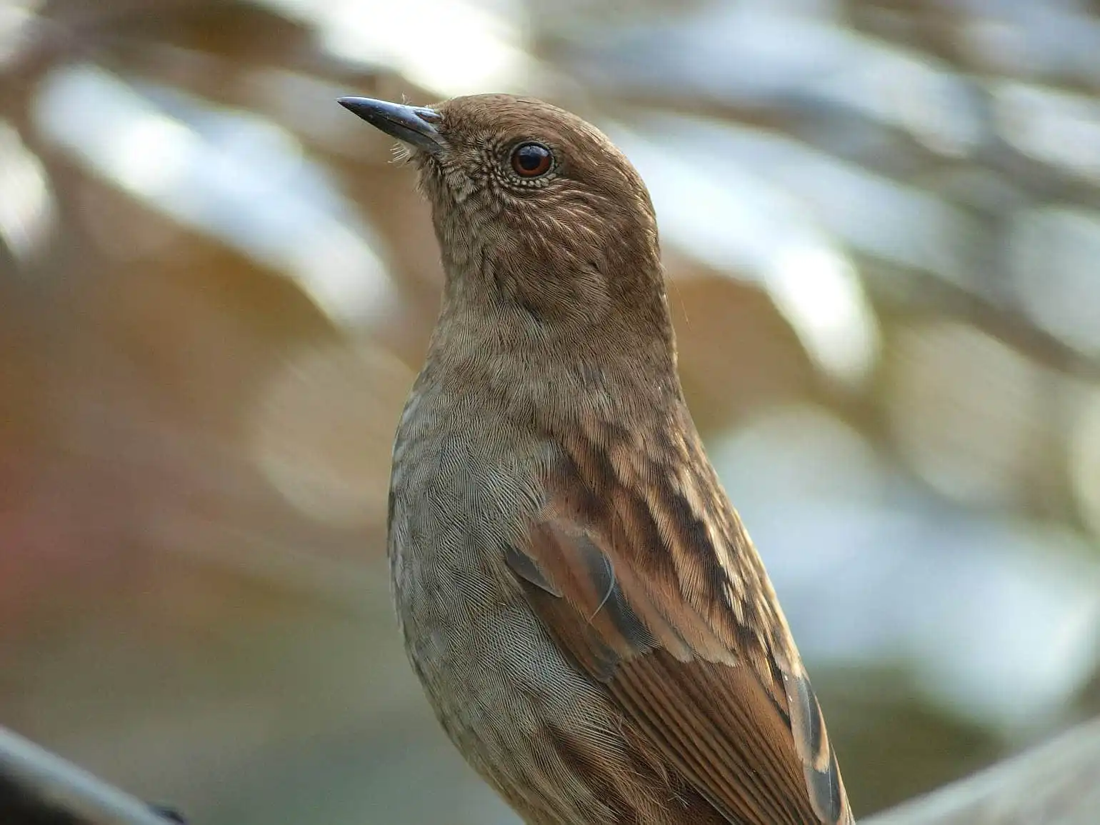 野鳥写真・カヤクグリの写真