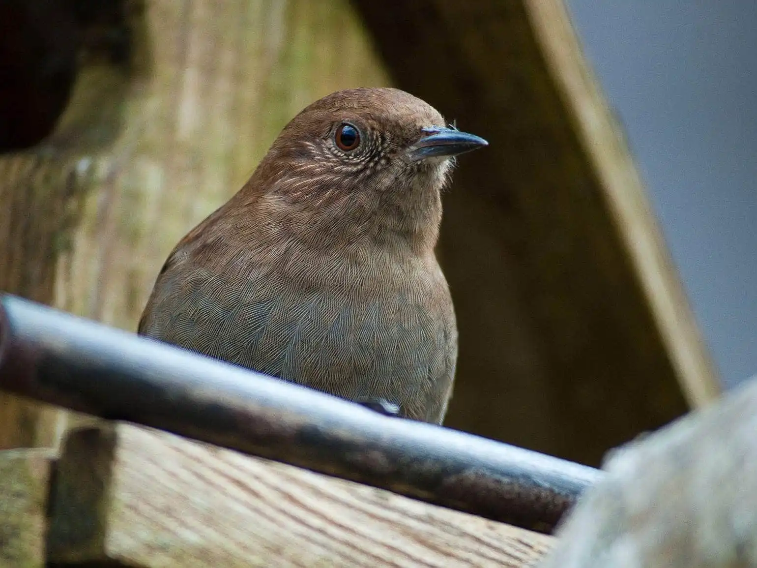 野鳥写真・カヤクグリの写真