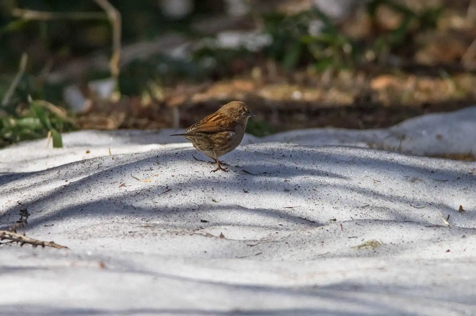野鳥写真・カヤクグリの写真