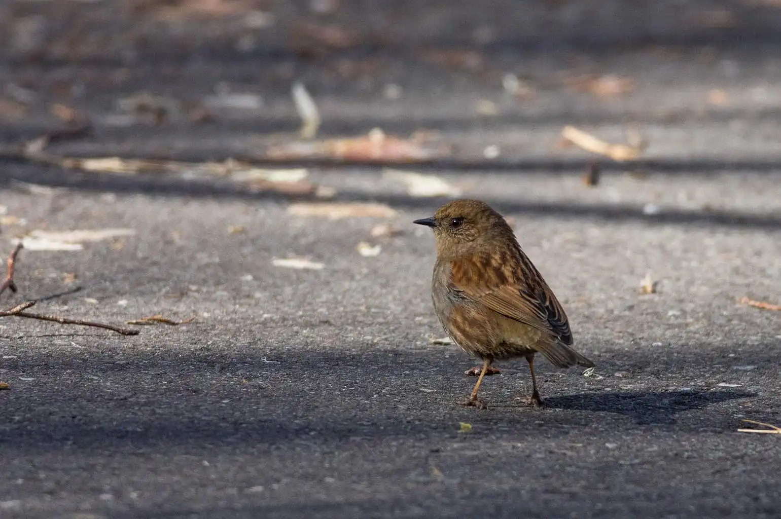 野鳥写真・カヤクグリの写真