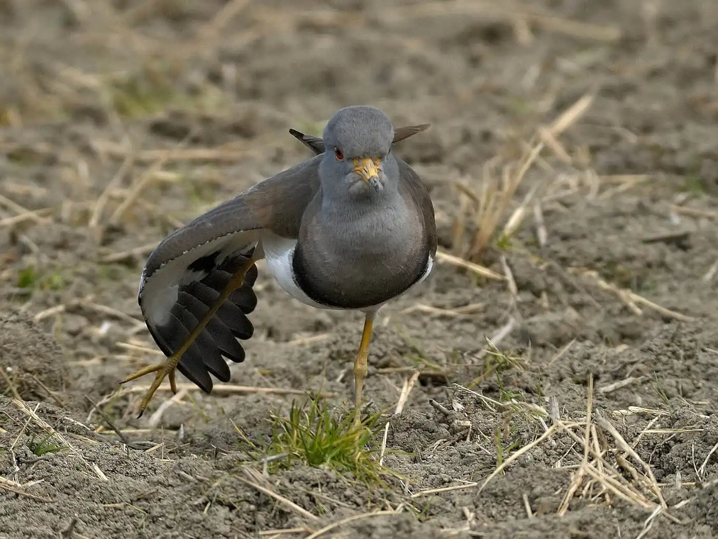 野鳥写真・ケリの写真