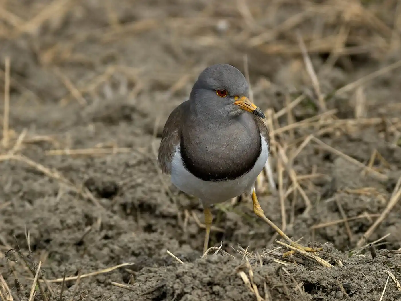 野鳥写真・ケリの写真