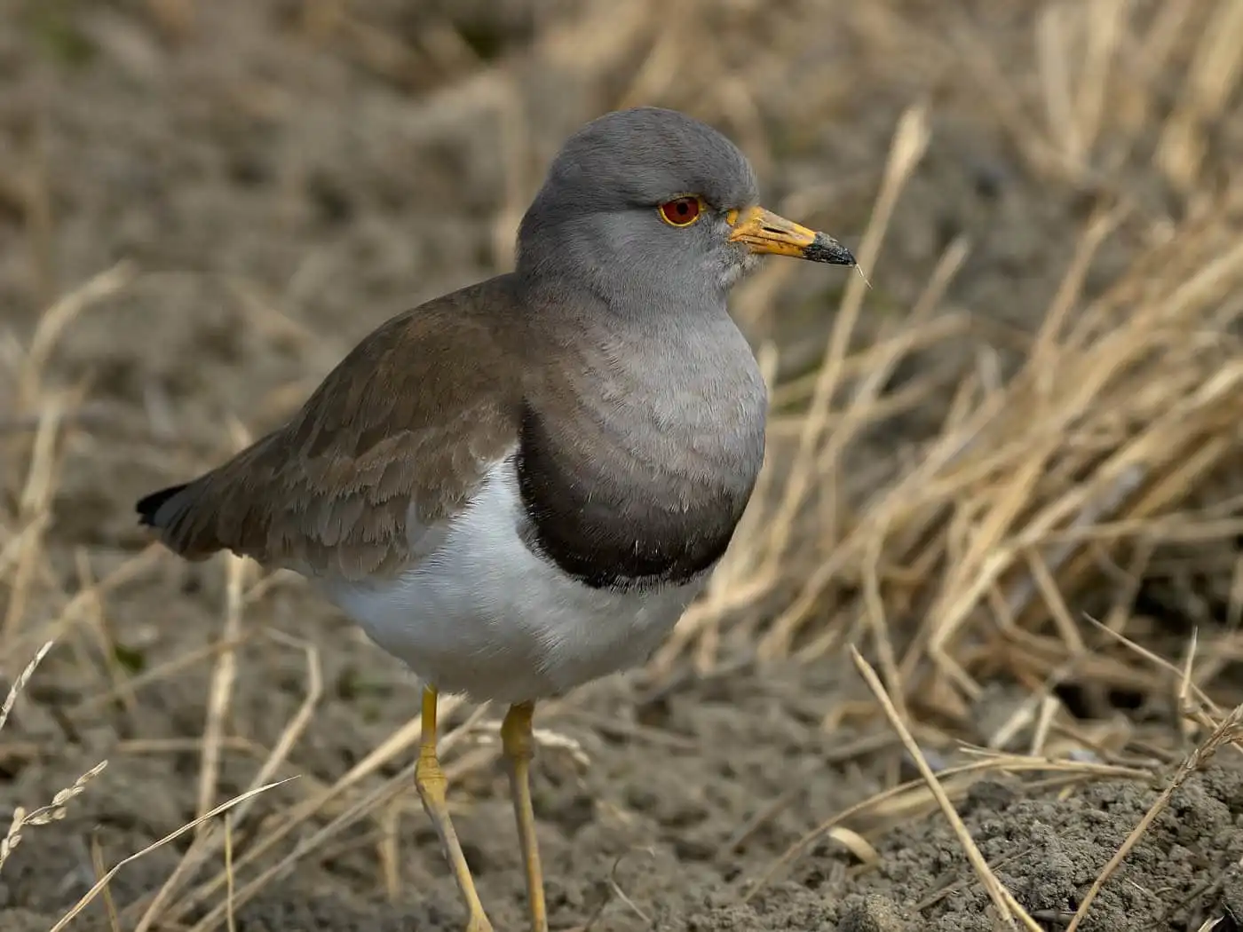 野鳥写真・ケリの写真