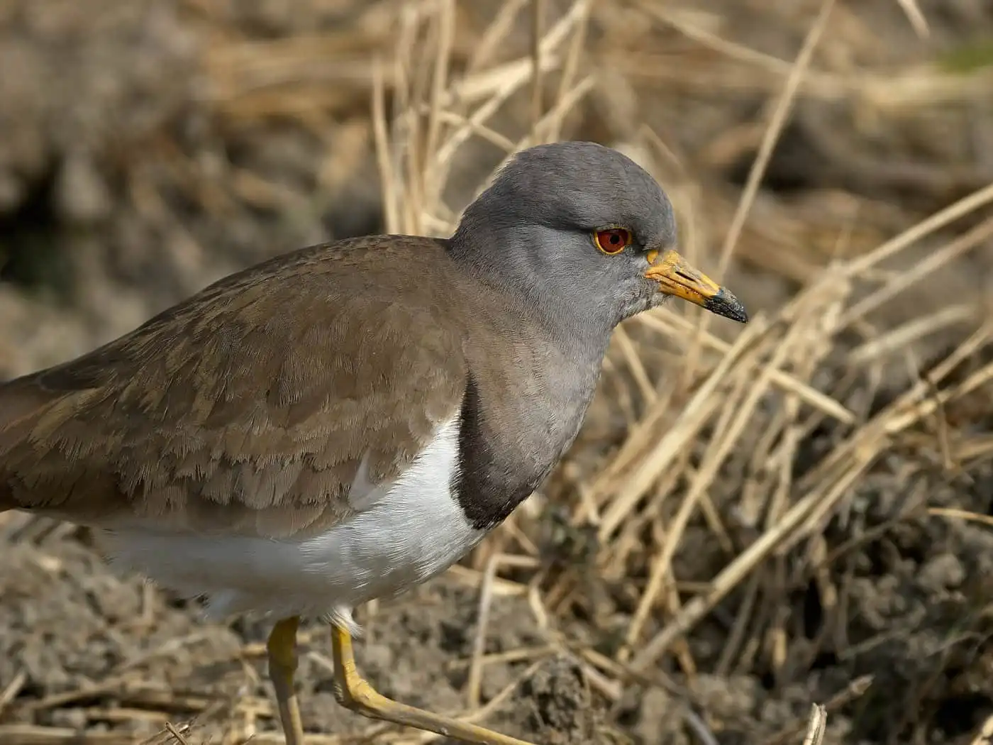 野鳥写真・ケリの写真