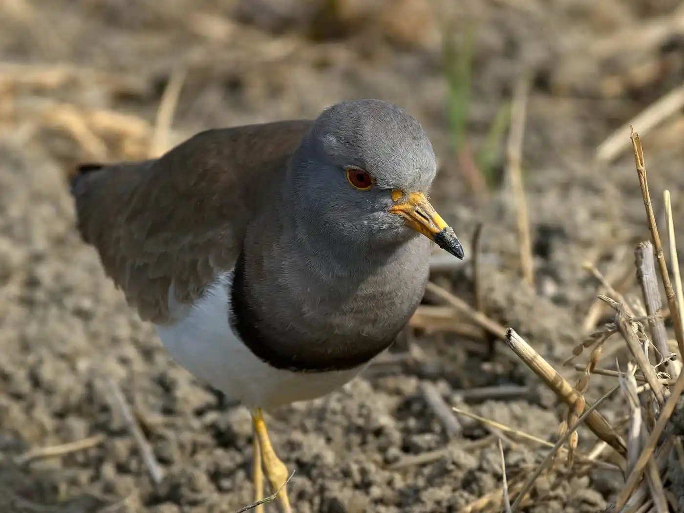 野鳥写真・ケリの写真