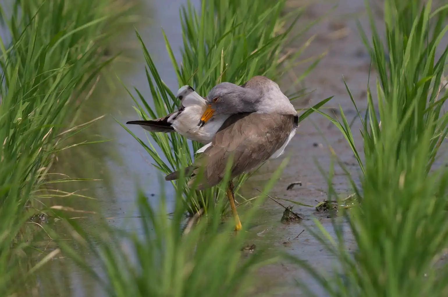 野鳥写真・ケリの写真