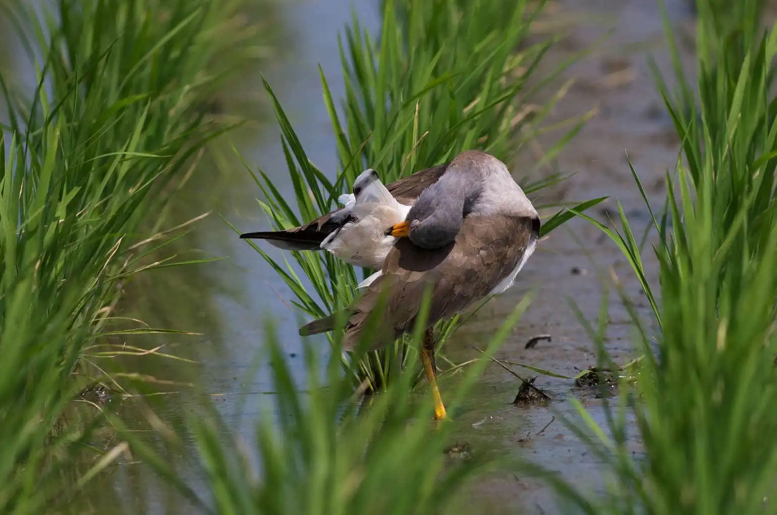 野鳥写真・ケリの写真