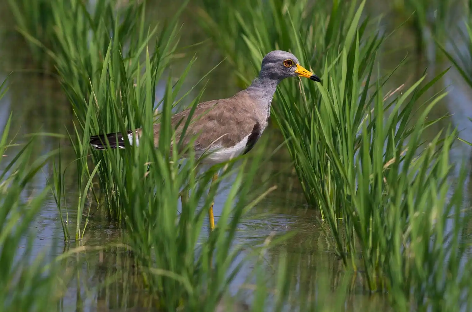 野鳥写真・ケリの写真