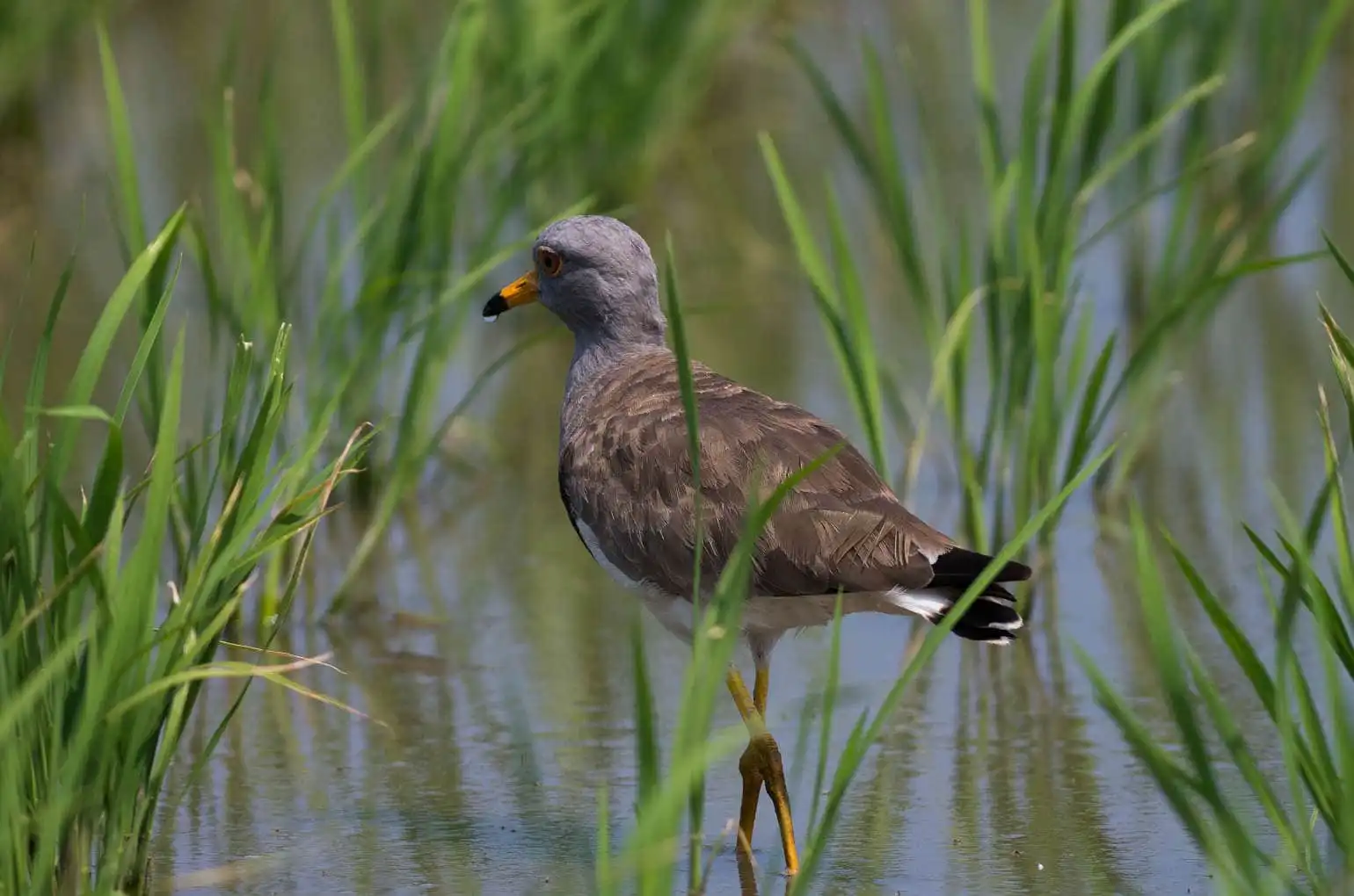 野鳥写真・ケリの写真