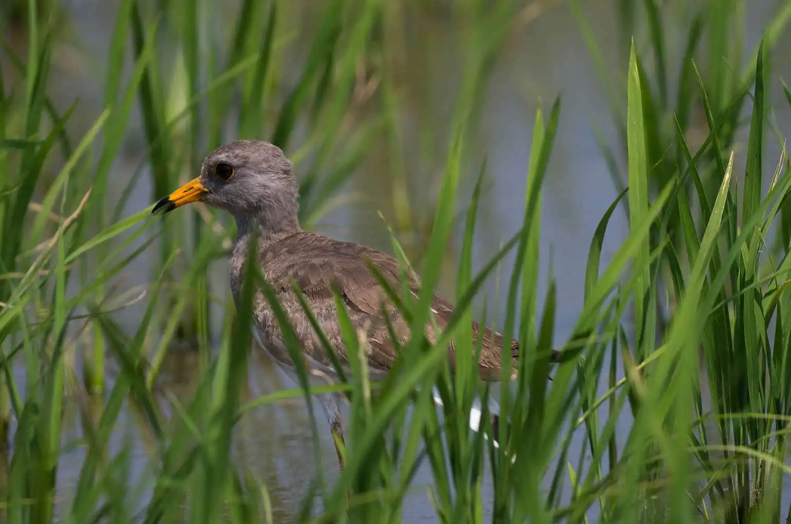 野鳥写真・ケリの写真