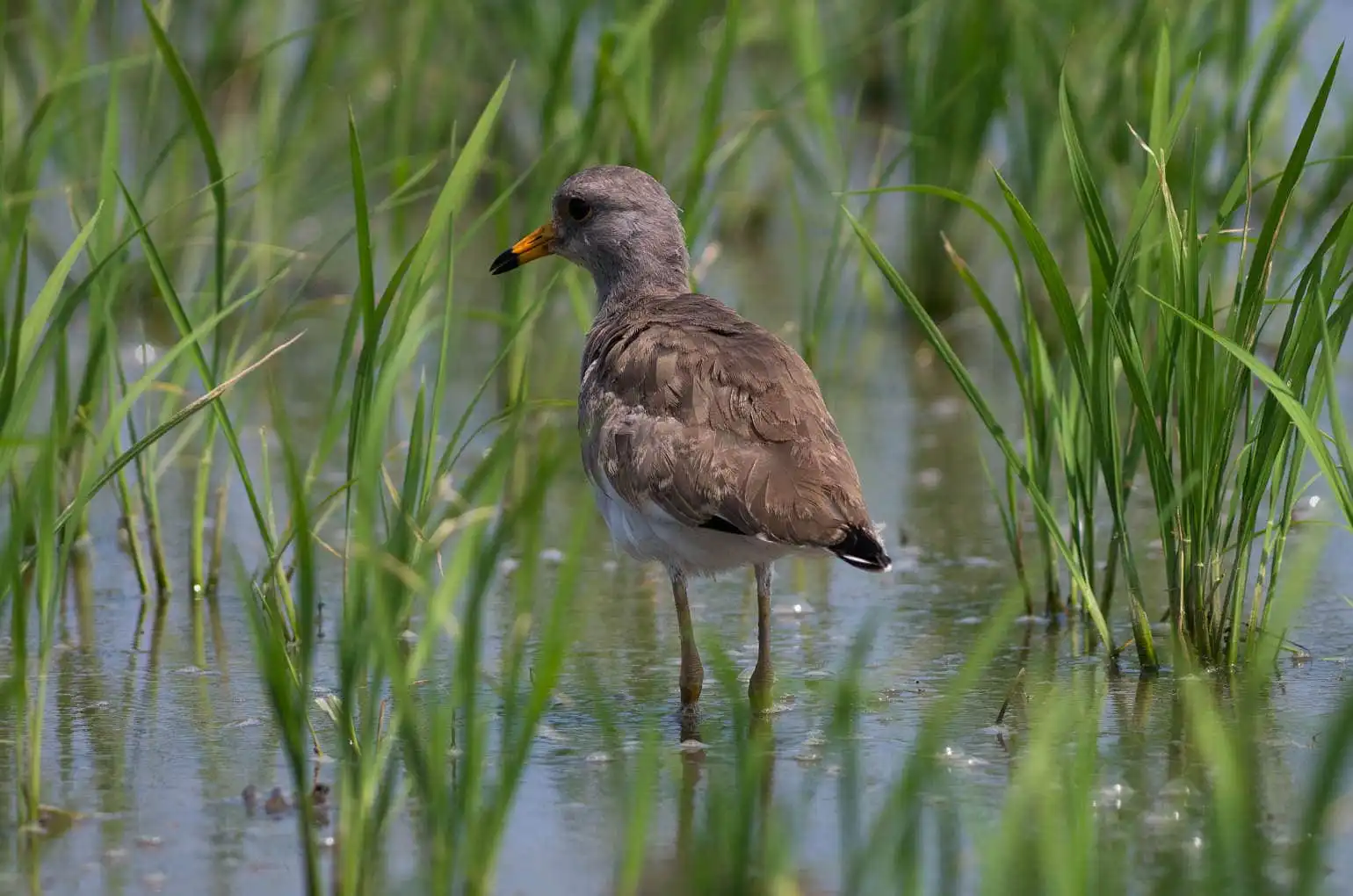 野鳥写真・ケリの写真