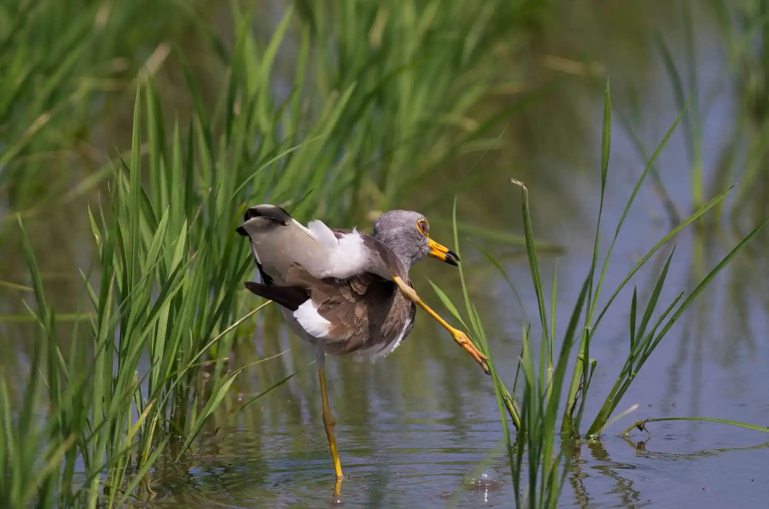 野鳥写真・ケリの写真