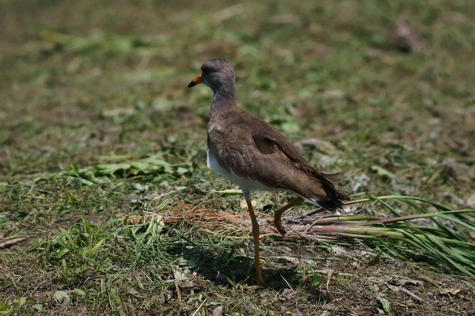 野鳥写真・ケリの写真