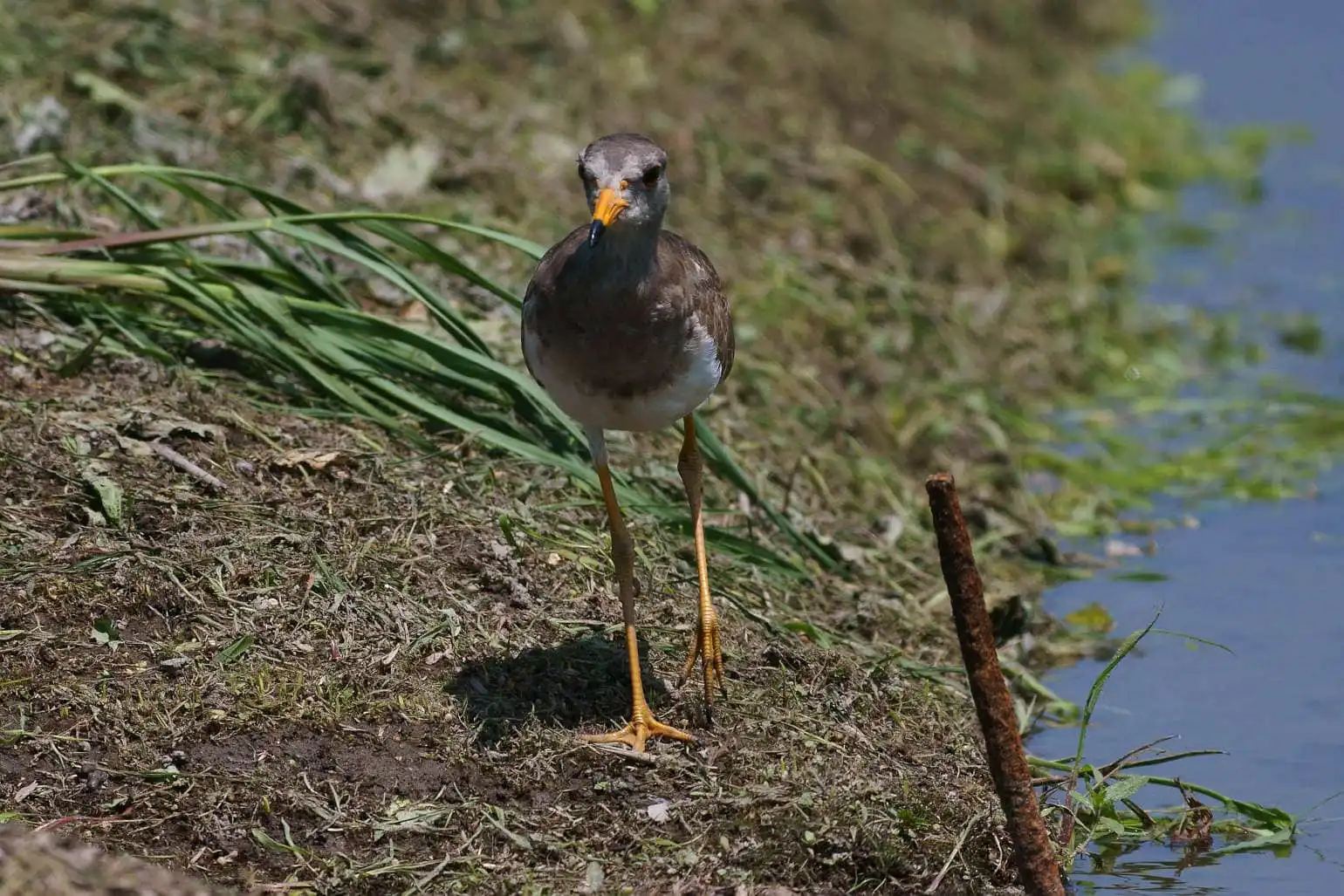 野鳥写真・ケリの写真