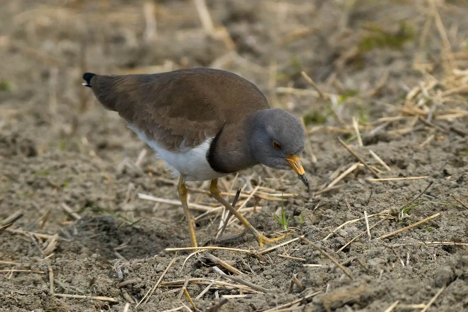 野鳥写真・ケリの写真