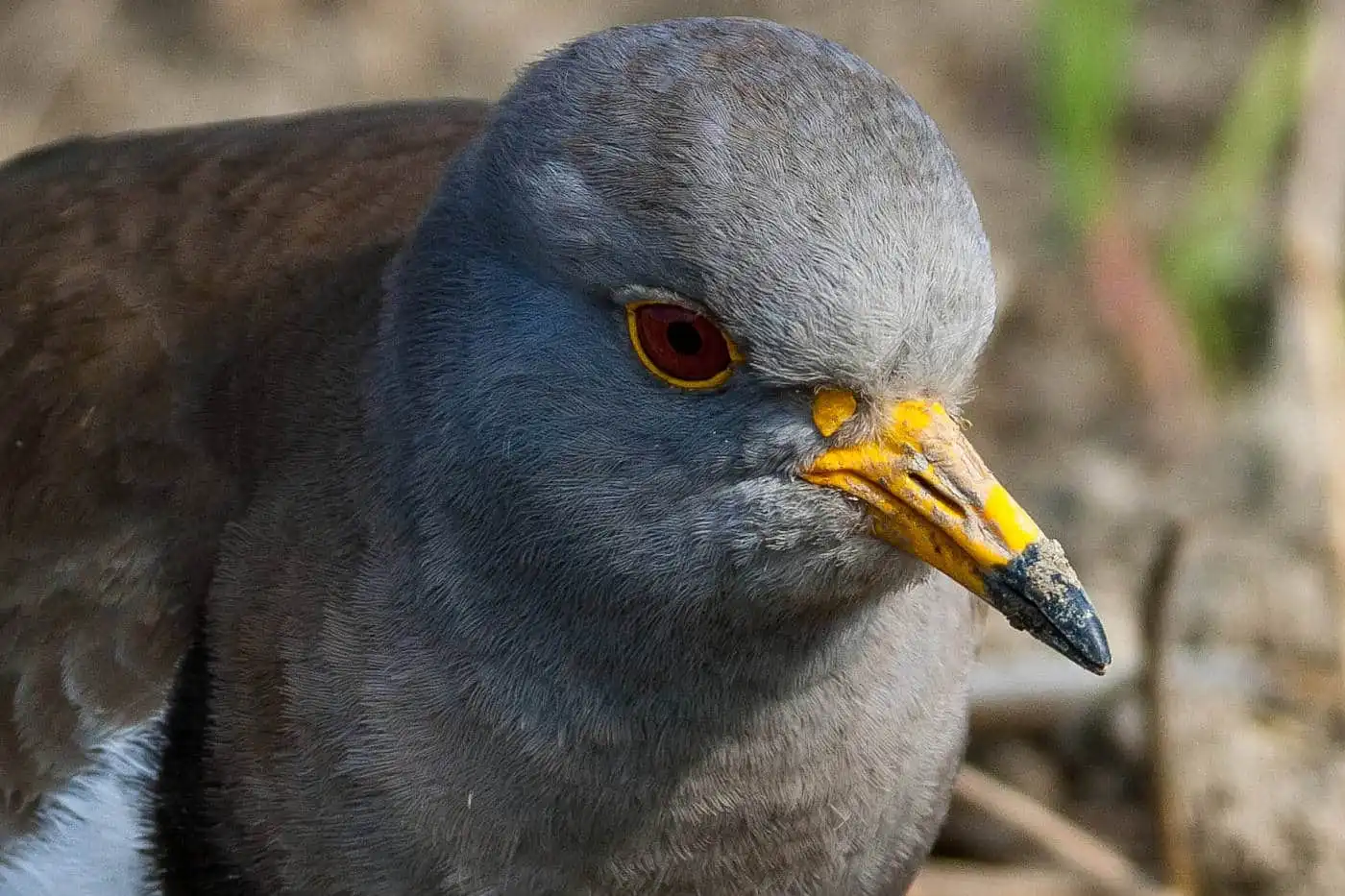 野鳥写真・ケリの写真