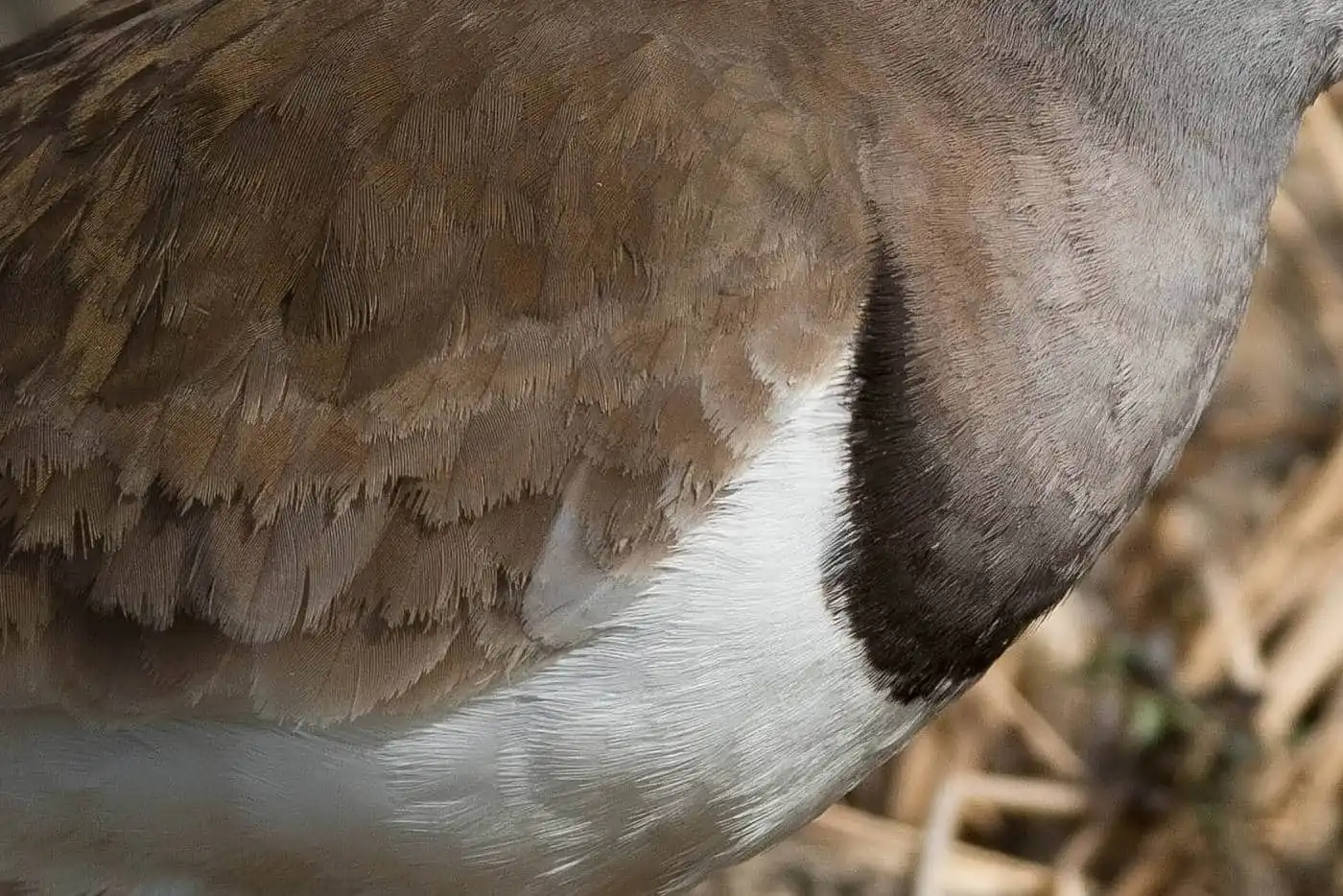 野鳥写真・ケリの写真