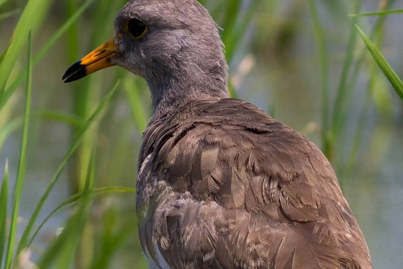 野鳥写真・ケリの写真