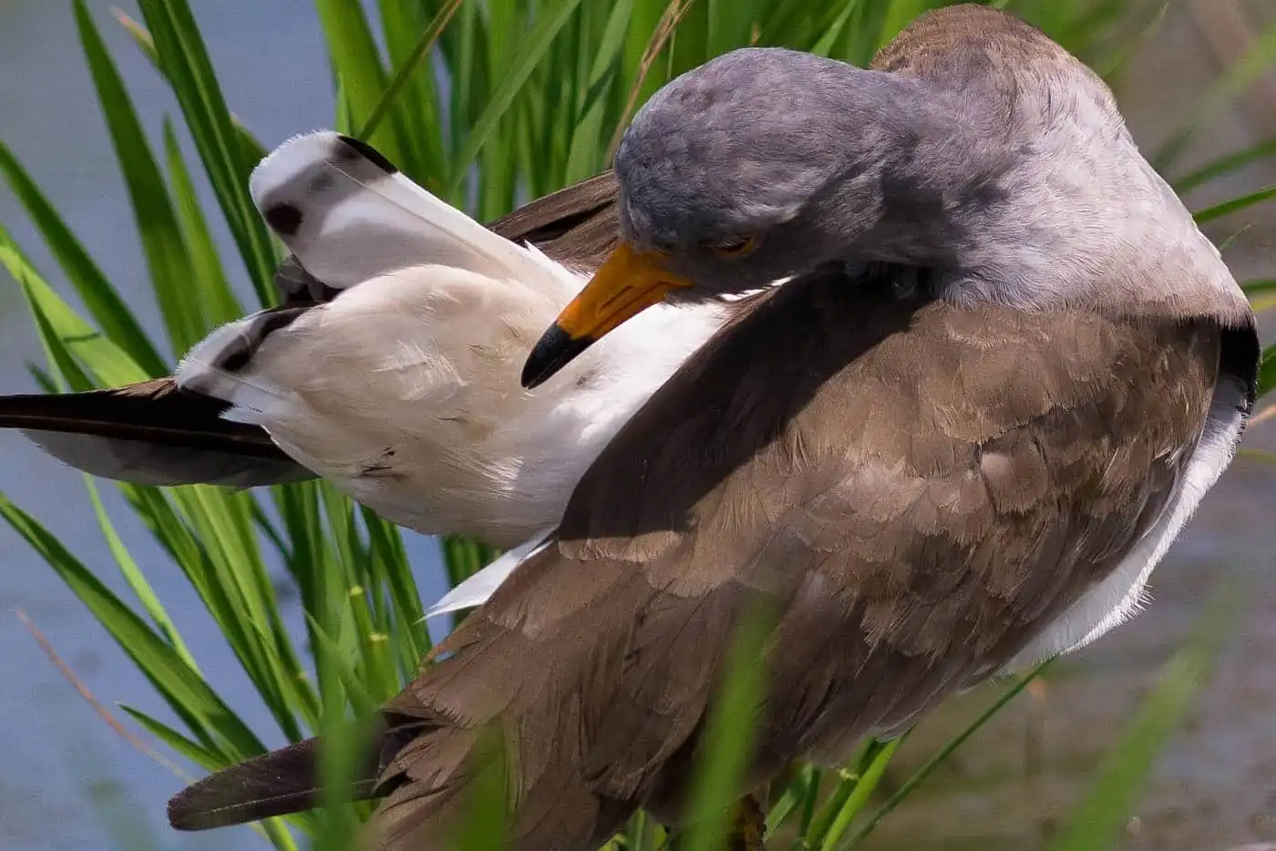 野鳥写真・ケリの写真