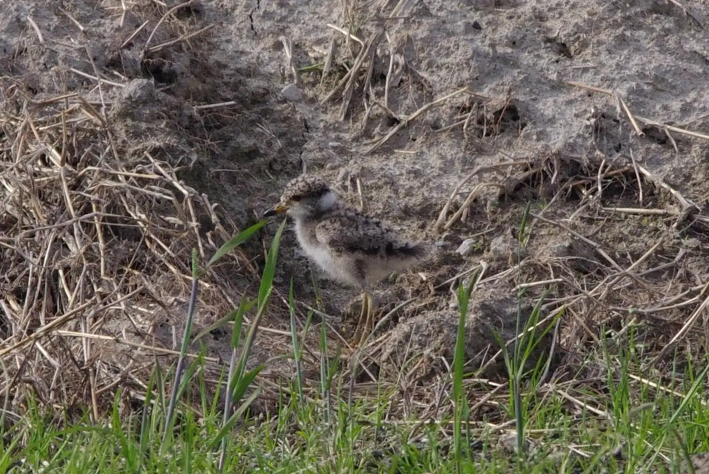 野鳥写真・ケリの写真