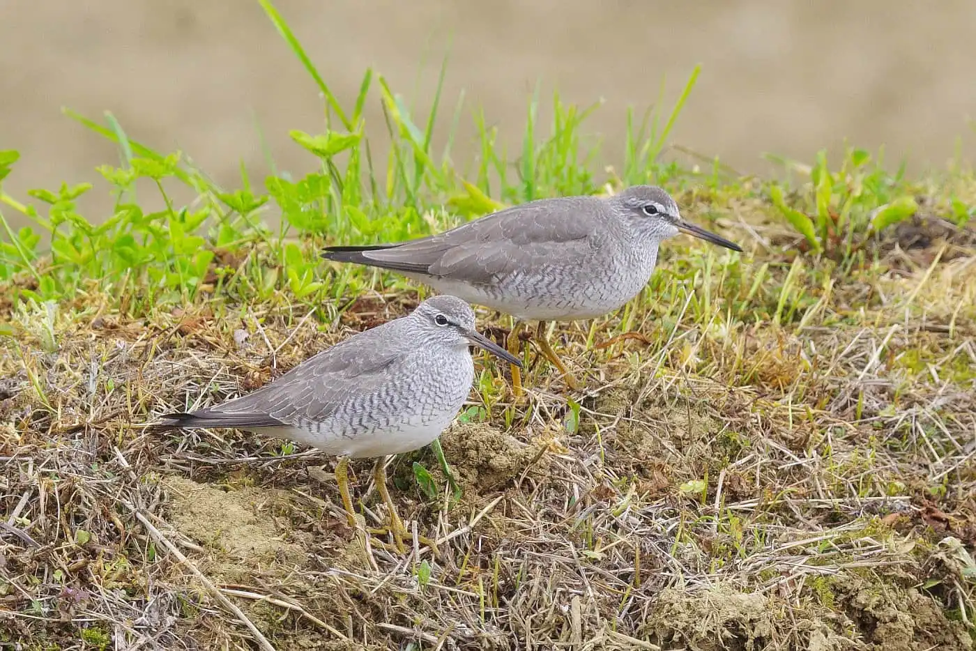 野鳥画像・田んぼで撮影したツガイのキアシシギの写真