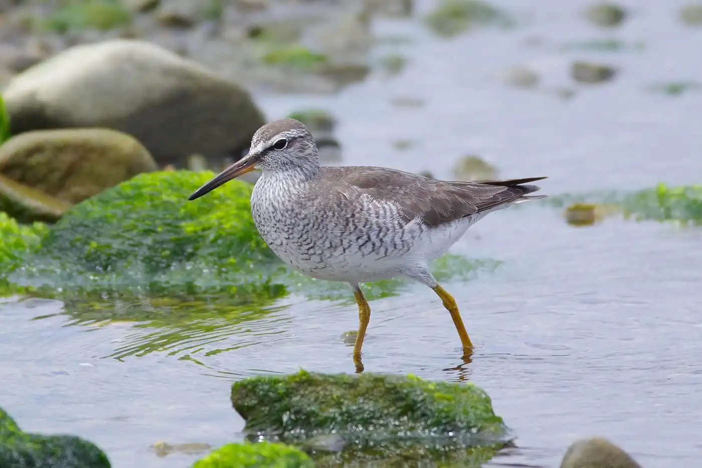 野鳥画像・干潟を歩くキアシシギの写真
