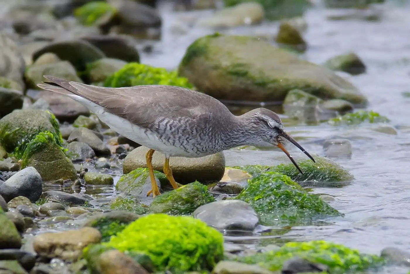 野鳥画像・カニを食べるキアシシギの写真
