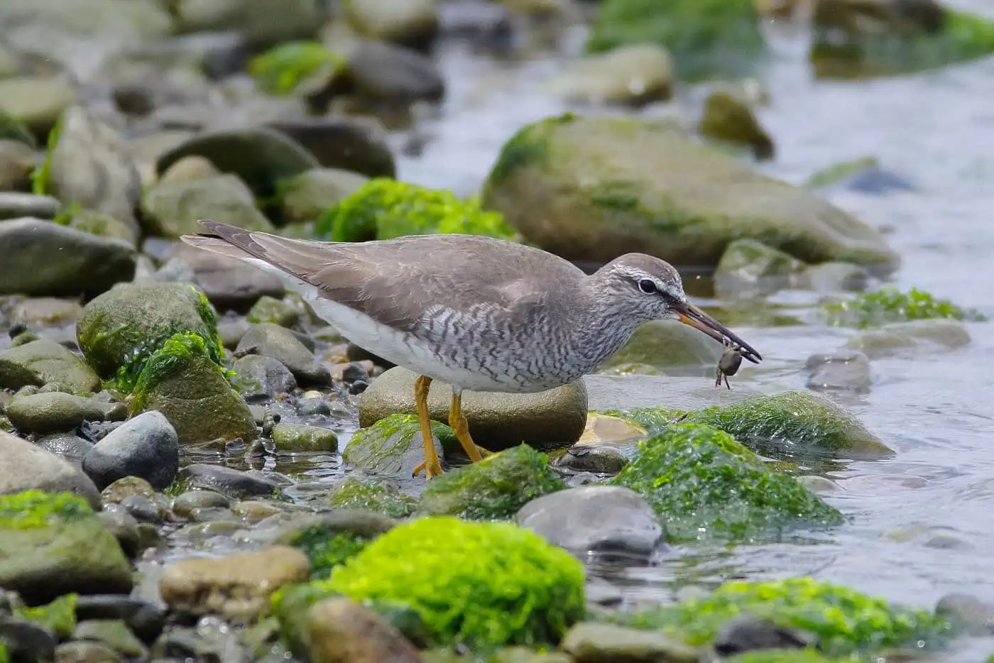 野鳥画像・カニを食べるキアシシギの写真