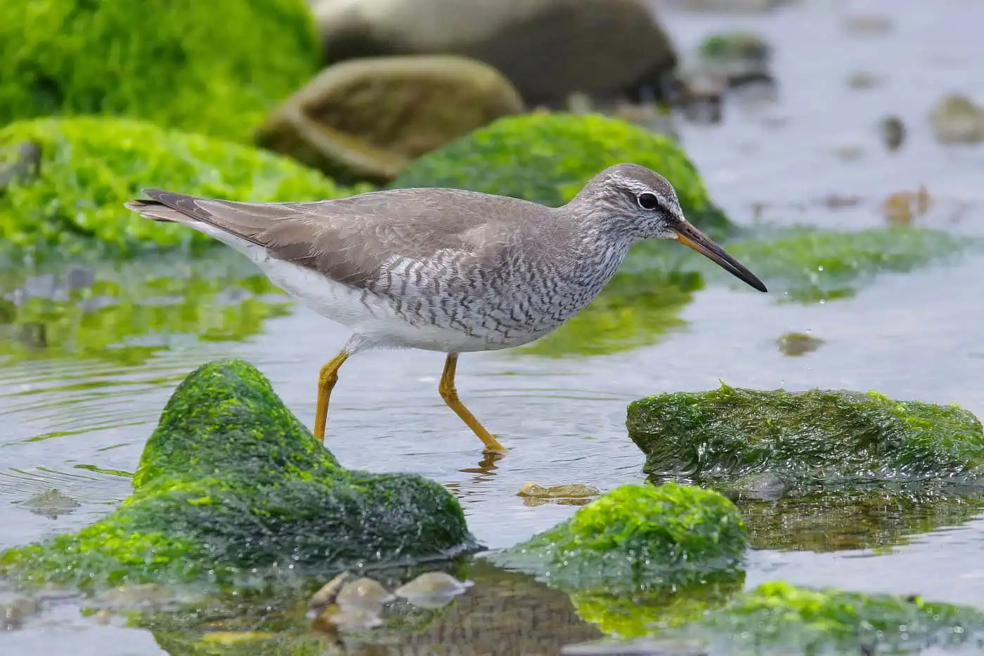野鳥画像・カニを食べるキアシシギの写真