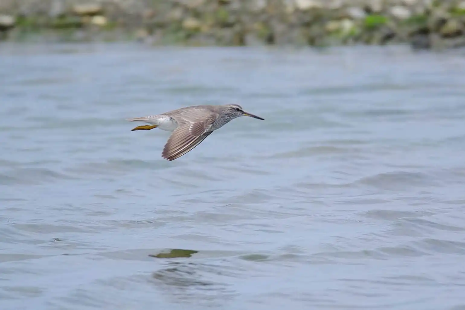 野鳥画像・水面を飛ぶキアシシギの飛翔写真