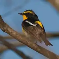 野鳥写真・キビタキ