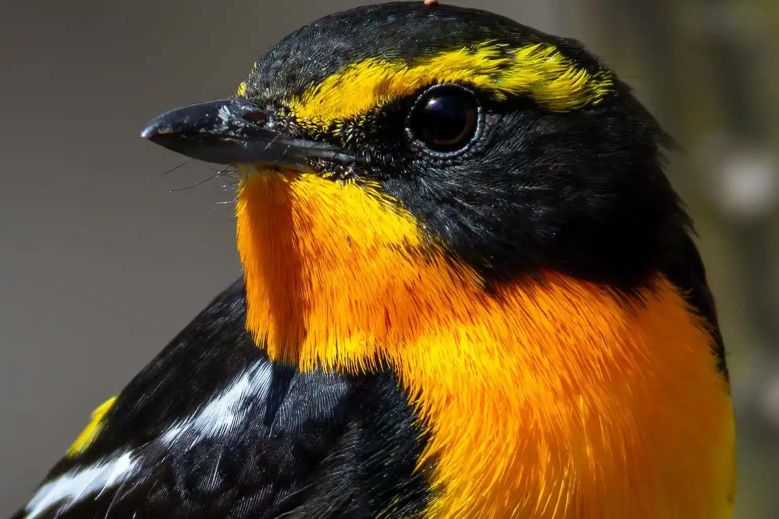 野鳥写真・キビタキの写真