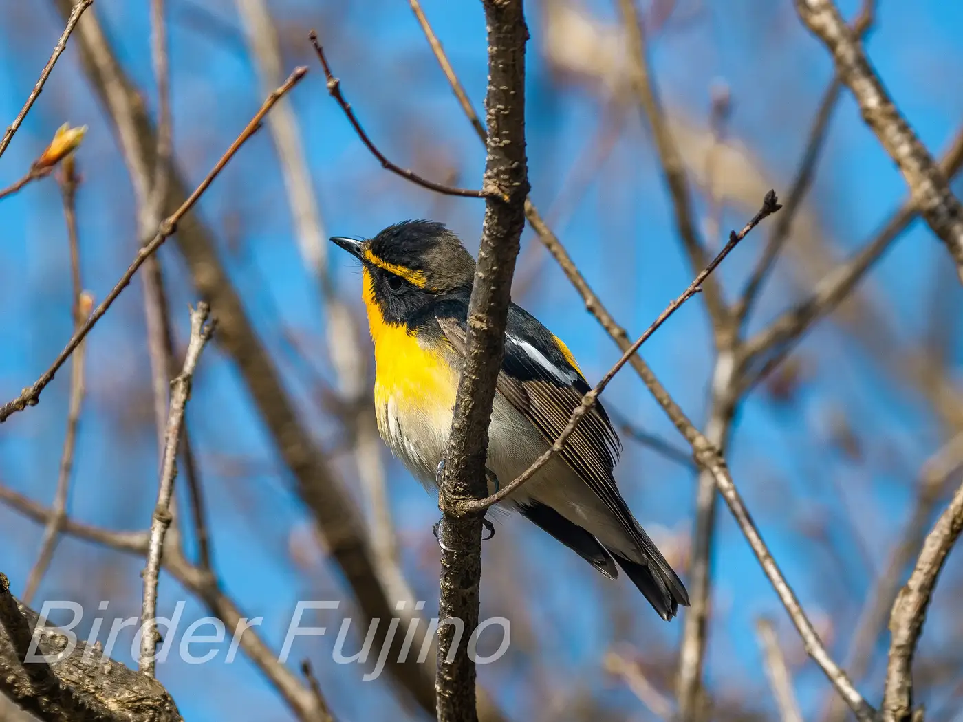 野鳥写真・キビタキの写真