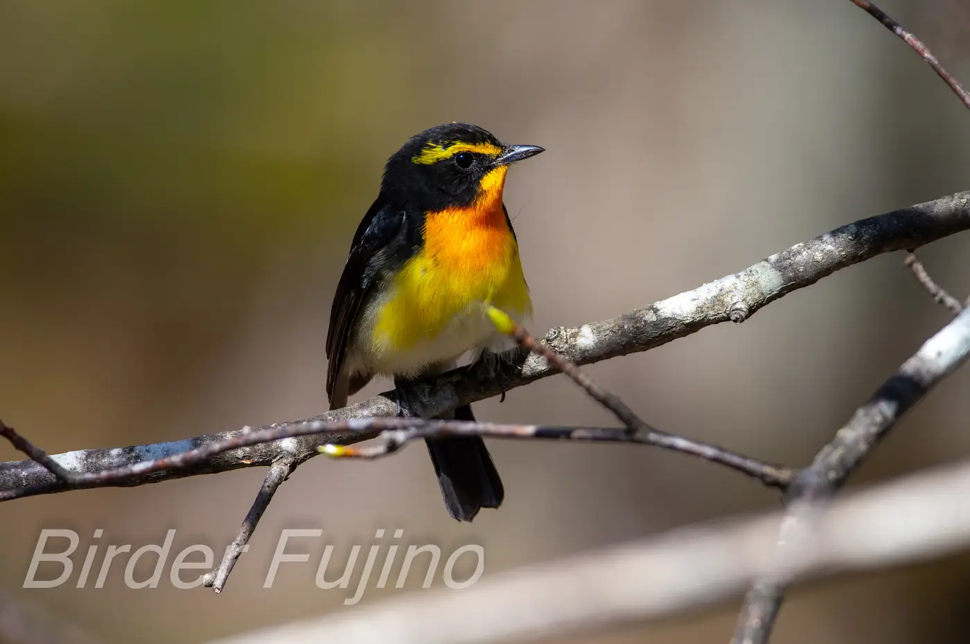 野鳥写真・キビタキの写真