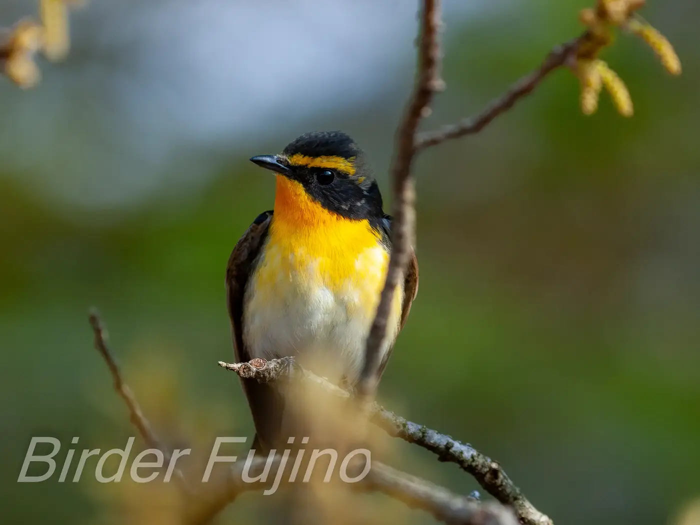 野鳥写真・キビタキの写真