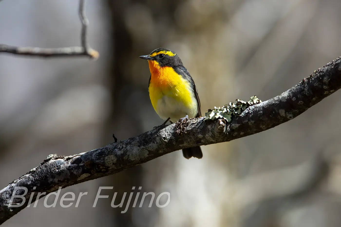 野鳥写真・キビタキの写真