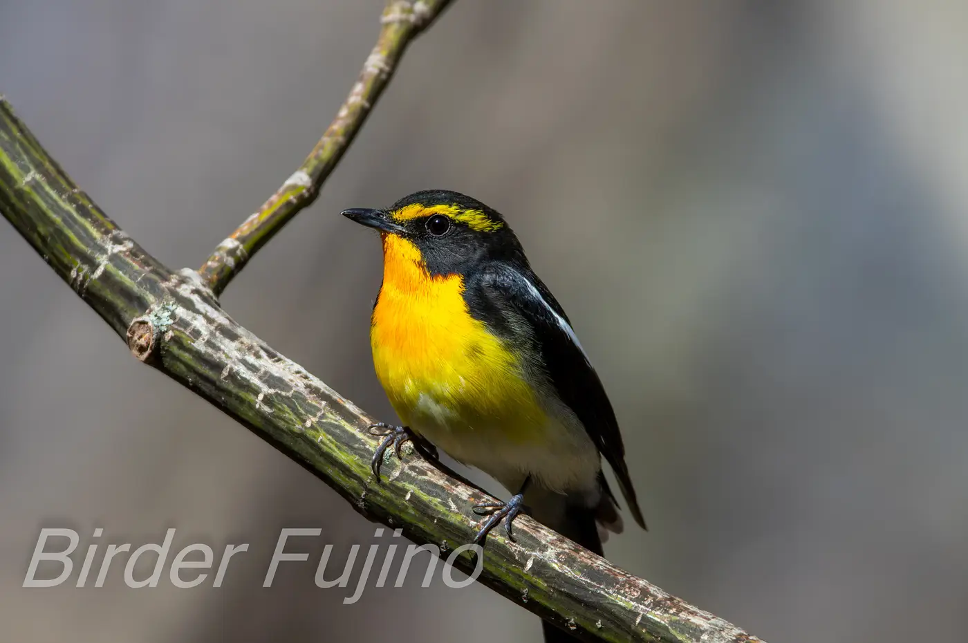 野鳥写真・キビタキの写真