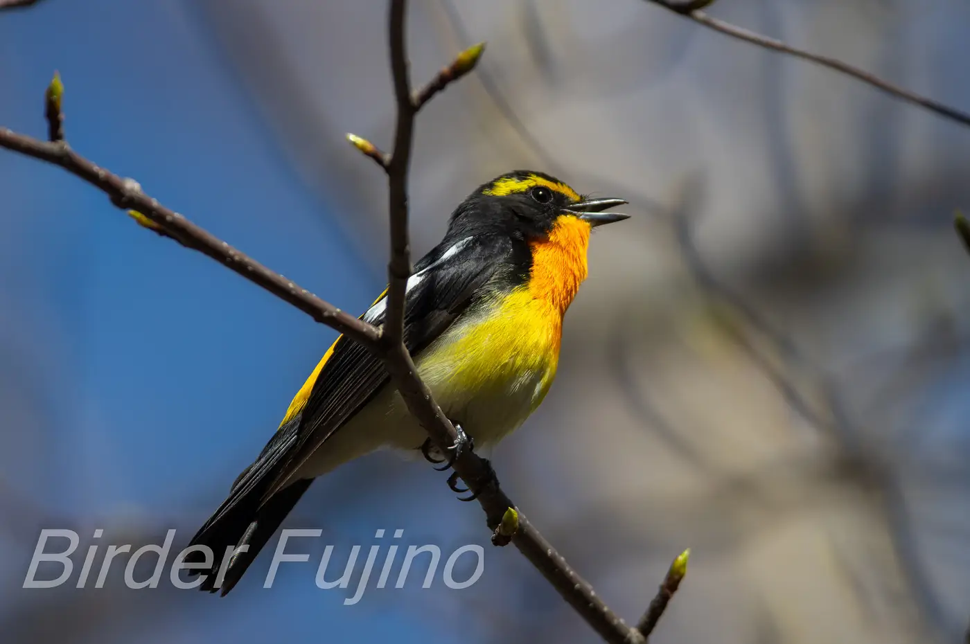 野鳥写真・キビタキの写真