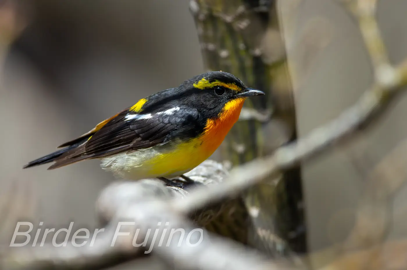野鳥写真・キビタキの写真