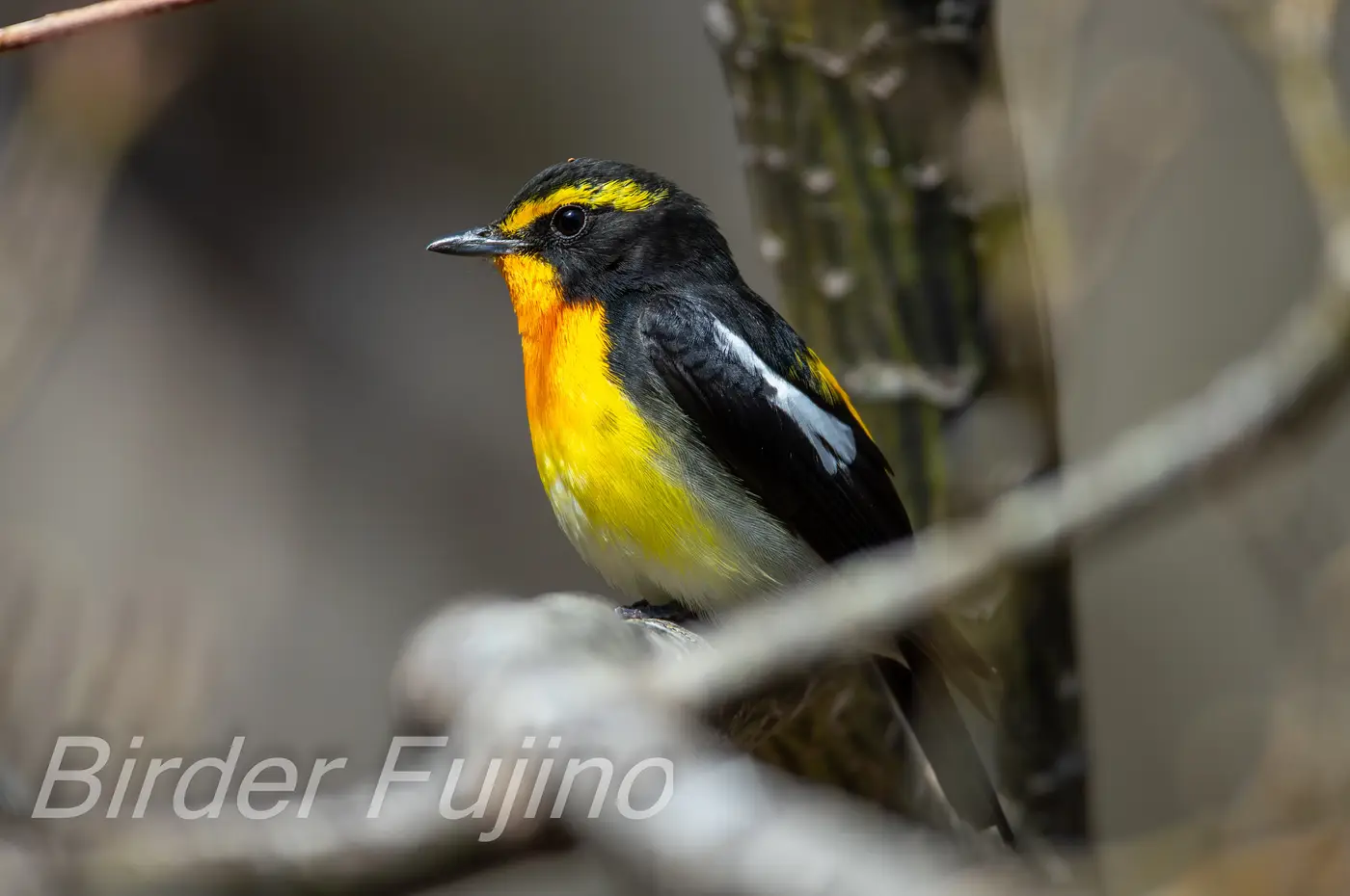 野鳥写真・キビタキの写真