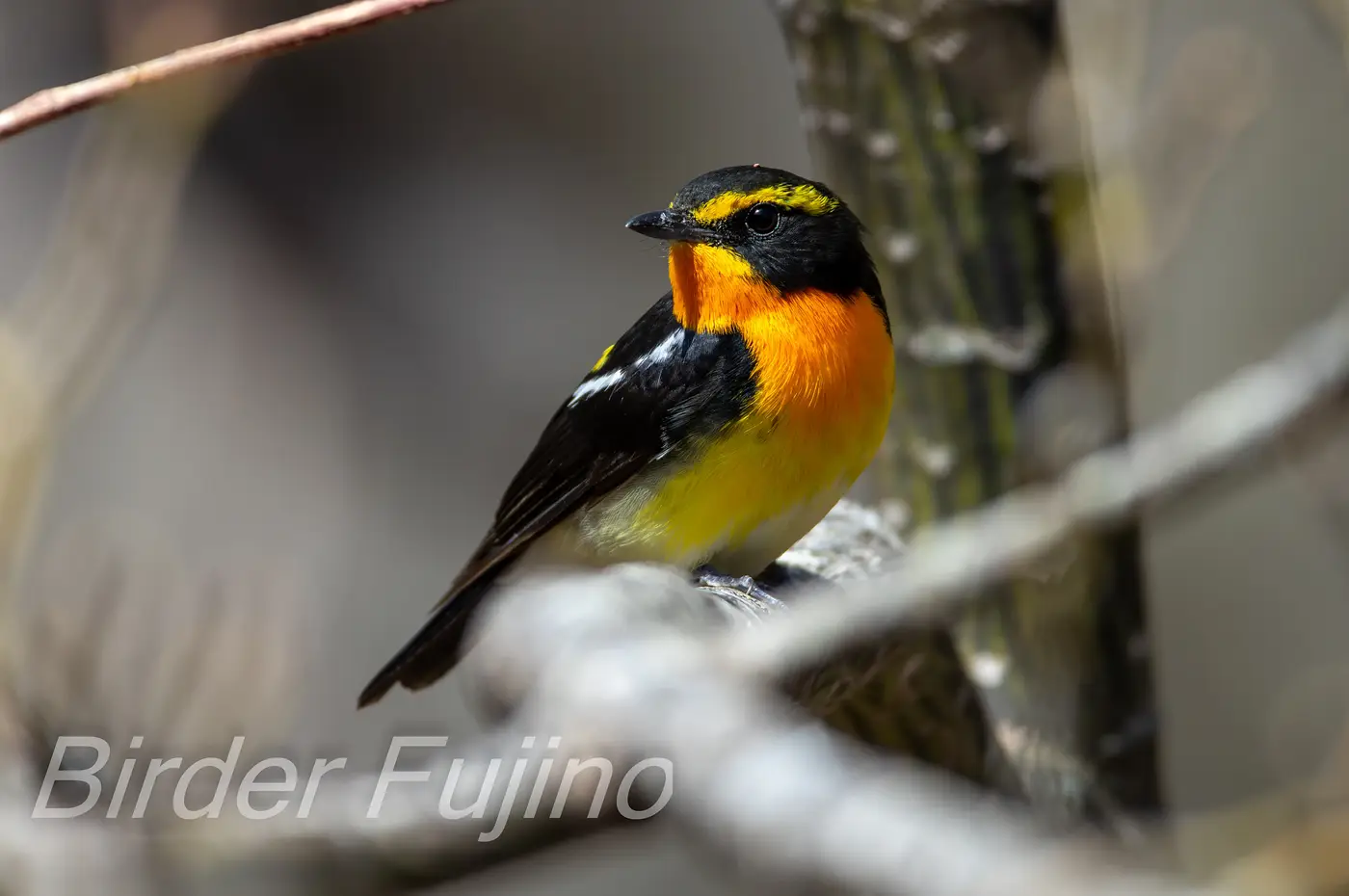 野鳥写真・キビタキの写真