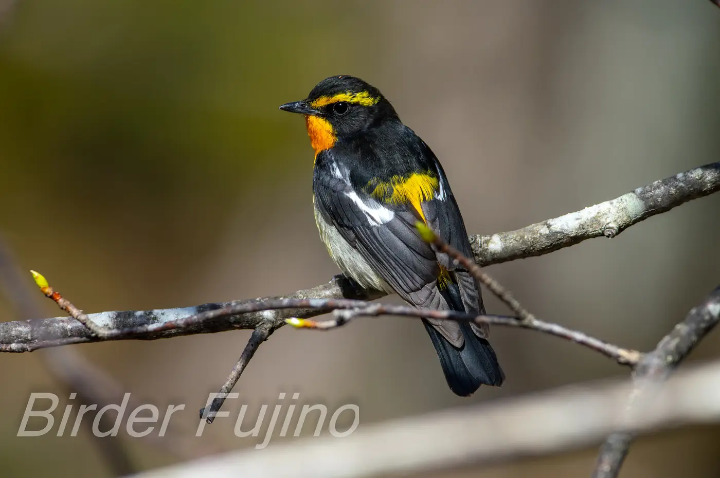 野鳥写真・キビタキの写真